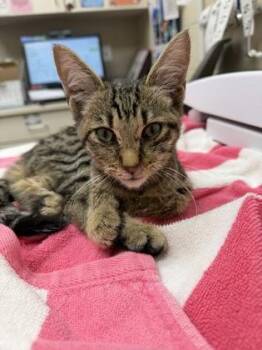 Balsamic -  Domestic Short Hair Cat for Adoption in Westland, Michigan - Balsamic | PetCurious