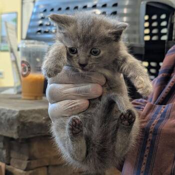 Truvy Jones -  Domestic Short Hair Cat for Adoption in Lynchburg, Virginia - Truvy Jones | PetCurious