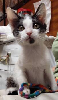 Oreo -  American Shorthair Cat for Adoption in Marvin, North Carolina - Oreo | PetCurious