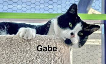 Turkish Van Cats Available for Adoption in St. George, Utah - Gabe | PetCurious