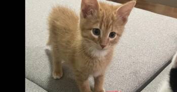 Frank Sinatra fka Cayenne Silver -  Domestic Short Hair Cat for Adoption in West Peoria, Illinois - Frank Sinatra Fka Cayenne Silver | PetCurious