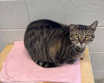 Tabby Cats Available for Adoption - Jared | PetCurious