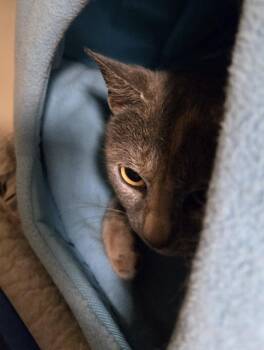 Ciara -  Domestic Short Hair Cat for Adoption in Windsor, Connecticut - Ciara | PetCurious