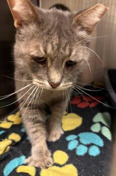 Domestic Short Hair Cats Available for Adoption in Ocala, Florida - Honcho | PetCurious