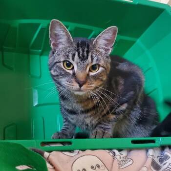 Rascal - Private Adoption -  Domestic Short Hair Cat for Adoption in St. Stephen, New Brunswick - Rascal - Private Adoption | PetCurious