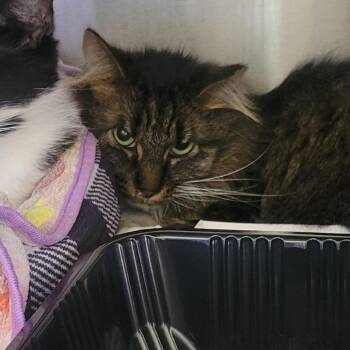 Domestic Medium Hair Cats Available for Adoption in Wheeling, Illinois - Meeny | PetCurious