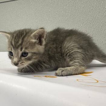 Zephyr -  Domestic Short Hair Cat for Adoption in Tampa, Florida - Zephyr | PetCurious