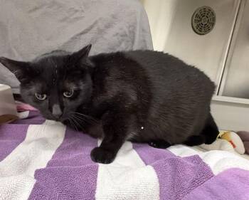 ARLO -  Domestic Short Hair Cat for Adoption in Minneapolis, Minnesota - ARLO | PetCurious
