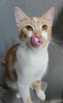 Rescue Domestic Short Hair Cats for Adoption in Salinas, California - Teddy | PetCurious