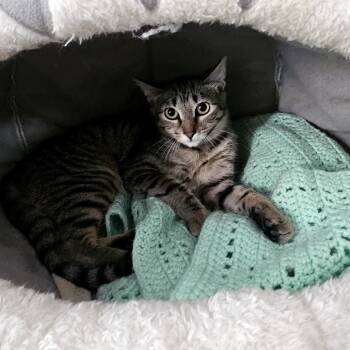 Rescue Domestic Short Hair Cats for Adoption in Laredo, Texas - Daisy | PetCurious
