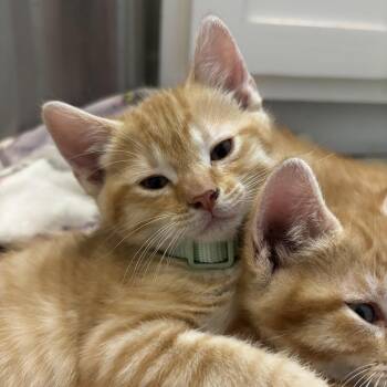 Domestic Short Hair Cats Available for Adoption in Pearland, Texas - Oscar | PetCurious