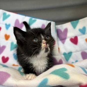 Domestic Short Hair Cats Available for Adoption in Los Angeles, California - Twenty | PetCurious