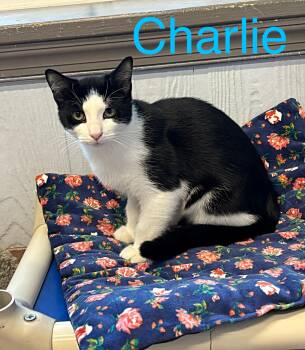 Rescue Tuxedo Cats for Adoption in Prince Frederick, Maryland - Charlie | PetCurious