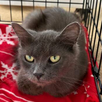 Dally -  Domestic Medium Hair Cat for Adoption in Riverwoods, Illinois - Dally | PetCurious