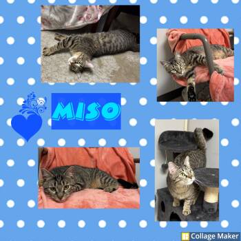 Miso -  Domestic Short Hair Cat for Adoption in Clearfield, Pennsylvania - Miso | PetCurious
