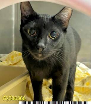 ENZO -  Domestic Short Hair Cat for Adoption in West Palm Beach, Florida - ENZO | PetCurious