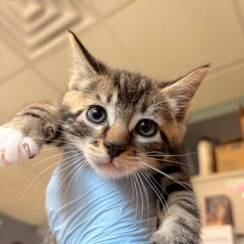 Enoki -  Domestic Short Hair Cat for Adoption - Enoki | PetCurious
