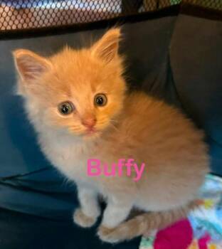 BUFFY Kitten (f) -  Domestic Short Hair Cat for Adoption in New Bern, North Carolina - BUFFY Kitten (f) | PetCurious