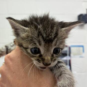 Alaska -  Domestic Short Hair Cat for Adoption in Corpus Christi, Texas - Alaska | PetCurious