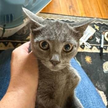 Crackle -  Domestic Short Hair Cat for Adoption in Bentonville, Arkansas - Crackle | PetCurious