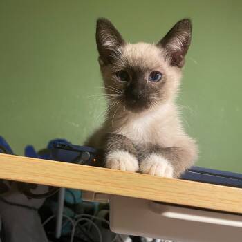 Qifrey -  Siamese and Himalayan Cat for Adoption in Humacao, Humacao - Qifrey | PetCurious