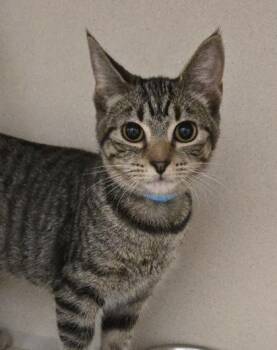 Crab - I am at Petsmart Northborough -  Domestic Short Hair Cat for Adoption in East Brookfield, Massachusetts - Crab - I Am At Petsmart Northborough | PetCurious
