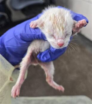 Domestic Short Hair Cats Available for Adoption - MUSHROOM | PetCurious