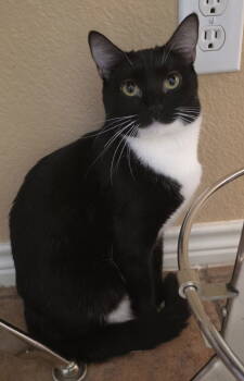 Rescue Domestic Short Hair Cats for Adoption in Mckinney, Texas - Onyx | PetCurious