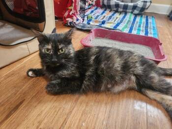 Mocha -  Domestic Short Hair Cat for Adoption in Minneapolis, Minnesota - Mocha | PetCurious