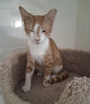 Tobias -  Domestic Short Hair Cat for Adoption in Oviedo, Florida - Tobias | PetCurious