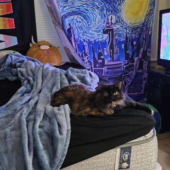 Maple -  Domestic Long Hair Cat for Adoption in Lynchburg, Virginia - Maple | PetCurious