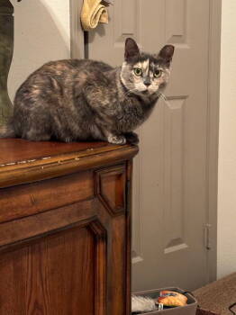 Rescue Domestic Short Hair and Tortoiseshell Cats for Adoption in Plano, Texas - Nala | PetCurious