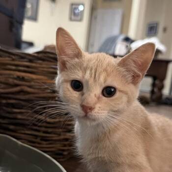 Ginny -  Domestic Short Hair Cat for Adoption in Potomac, Maryland - Ginny | PetCurious