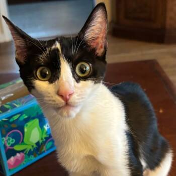 Rescue Domestic Short Hair Cats for Adoption in Los Angeles, California - Chloe | PetCurious