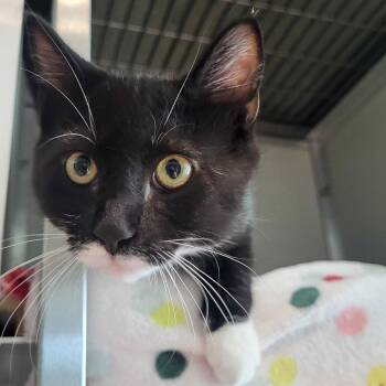 Perry the Penguin -  Domestic Short Hair Cat for Adoption in Chattanooga, Tennessee - Perry The Penguin | PetCurious
