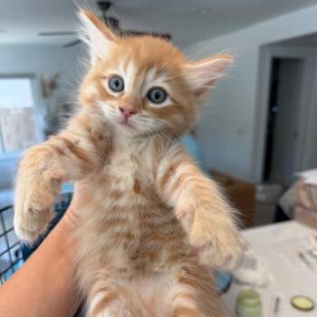 Cheese whiz -  Domestic Medium Hair Cat for Adoption in Tustin, California - Cheese Whiz | PetCurious
