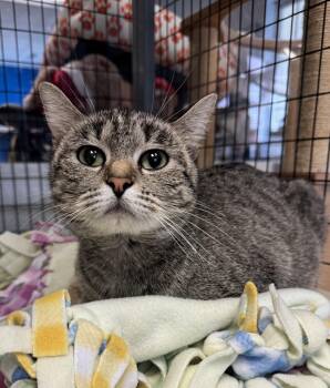 Domestic Short Hair Cats Available for Adoption in Buffalo, Minnesota - Tana | PetCurious