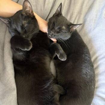Bombay and Domestic Short Hair Cats Available for Adoption in Melrose, Massachusetts - Starlight And Hallie (discounted Adoption Fee) | PetCurious