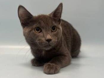 Big Cheese -  Domestic Short Hair Cat for Adoption in Woodbury, Minnesota - Big Cheese | PetCurious