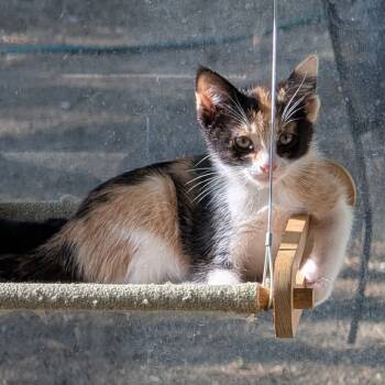 Rescue Domestic Short Hair Cats for Adoption in Brea, California - Doris | PetCurious