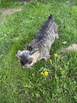 BORIS -  Domestic Short Hair Cat for Adoption in New Woodstock, New York - BORIS | PetCurious