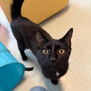 Dumpling -  Domestic Short Hair Cat for Adoption in Chicago, Illinois - Dumpling | PetCurious