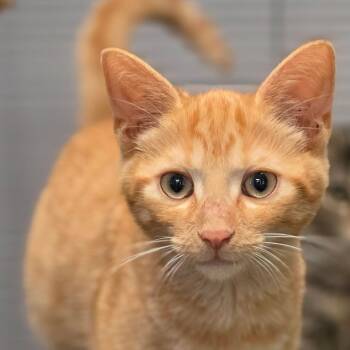 Gavin -  Domestic Short Hair Cat for Adoption in Muncie, Indiana - Gavin | PetCurious