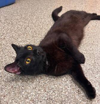 Laurence -  Domestic Short Hair Cat for Adoption in Spooner, Wisconsin - Laurence | PetCurious