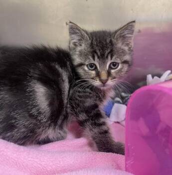 Rhys -  Domestic Short Hair Cat for Adoption in Westland, Michigan - Rhys | PetCurious