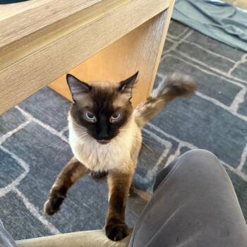 Sage -  Siamese Cat for Adoption in Kansas City, Missouri - Sage | PetCurious