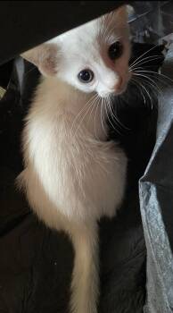 Rescue American Shorthair Cats for Adoption in Grand Prairie, Texas - SNYDER | PetCurious