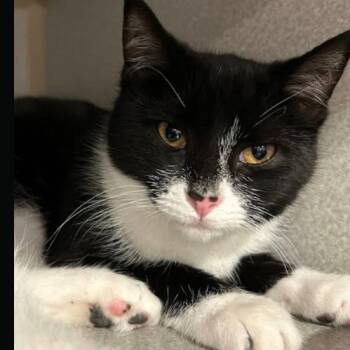 Domestic Short Hair Cats Available for Adoption - Simone | PetCurious