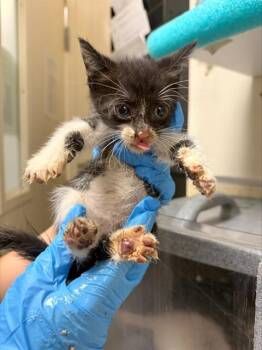 PENGI -  Domestic Short Hair Cat for Adoption in Riverside, California - PENGI | PetCurious