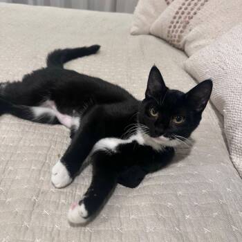 Doe -  Domestic Short Hair Cat for Adoption in Gladstone, Oregon - Doe | PetCurious
